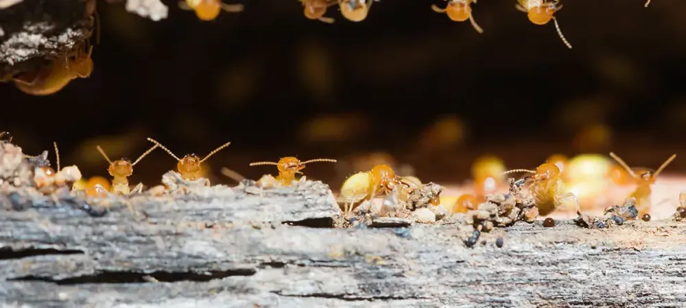 termites