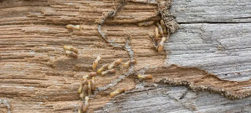 termites