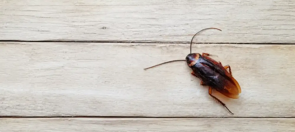 cockroach