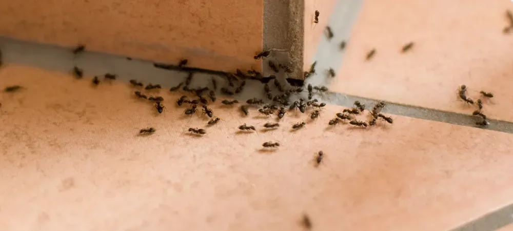 ants