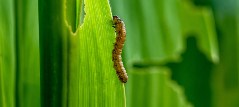 armyworm