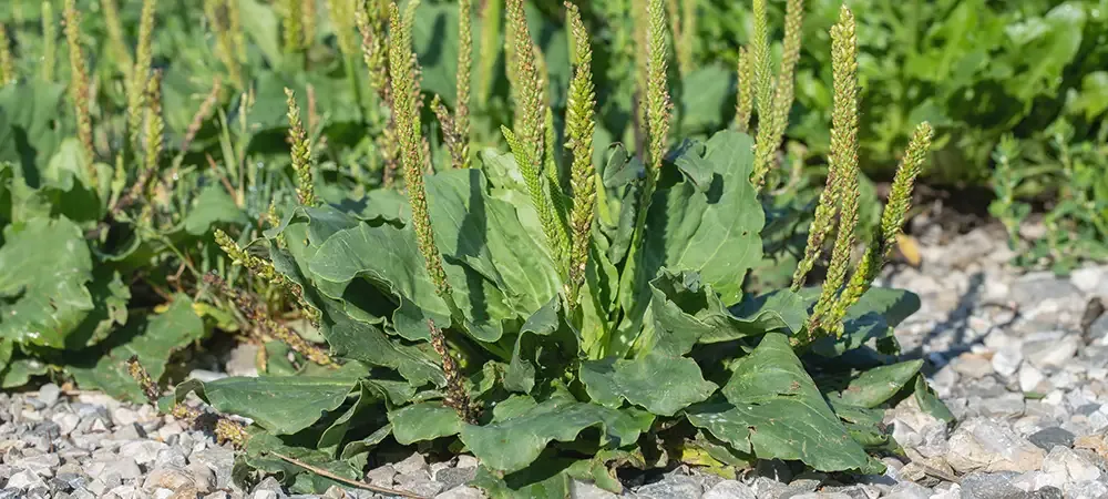 broadleaf plantain