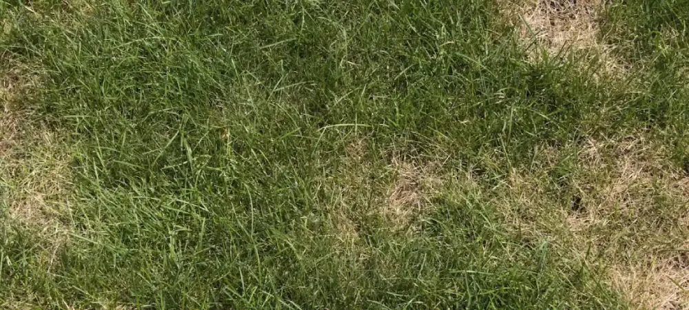 brown patch on lawn
