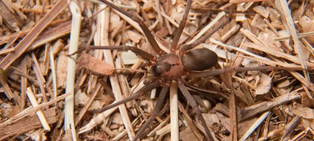 brown recluse