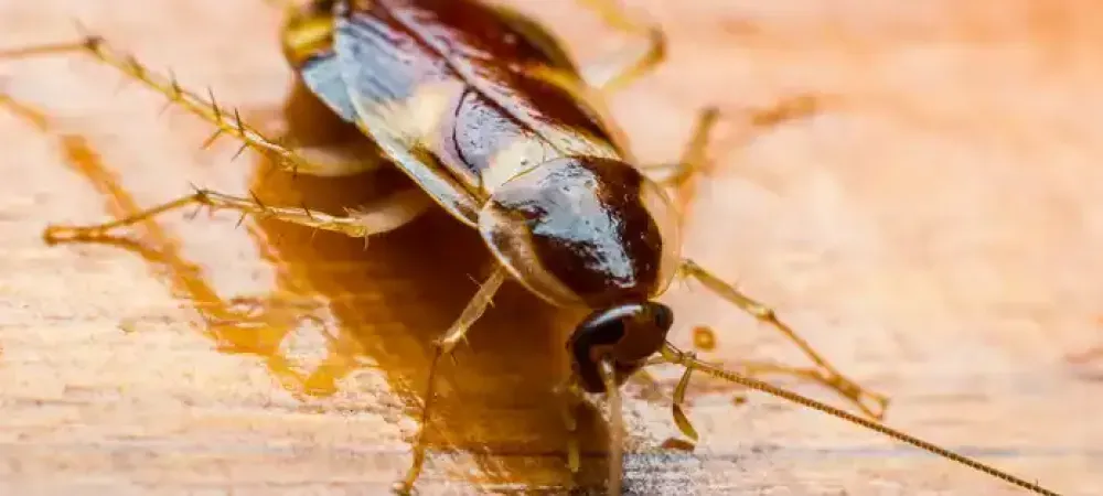 cockroach