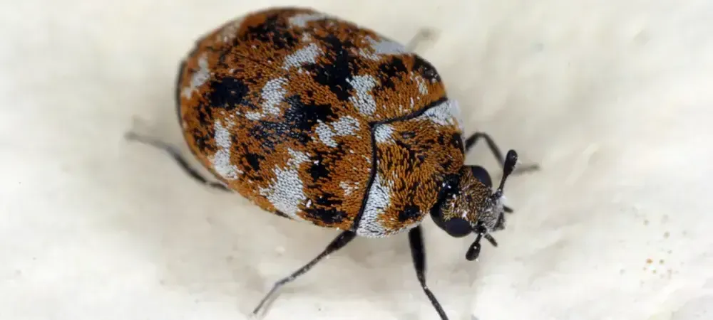 carpet beetle