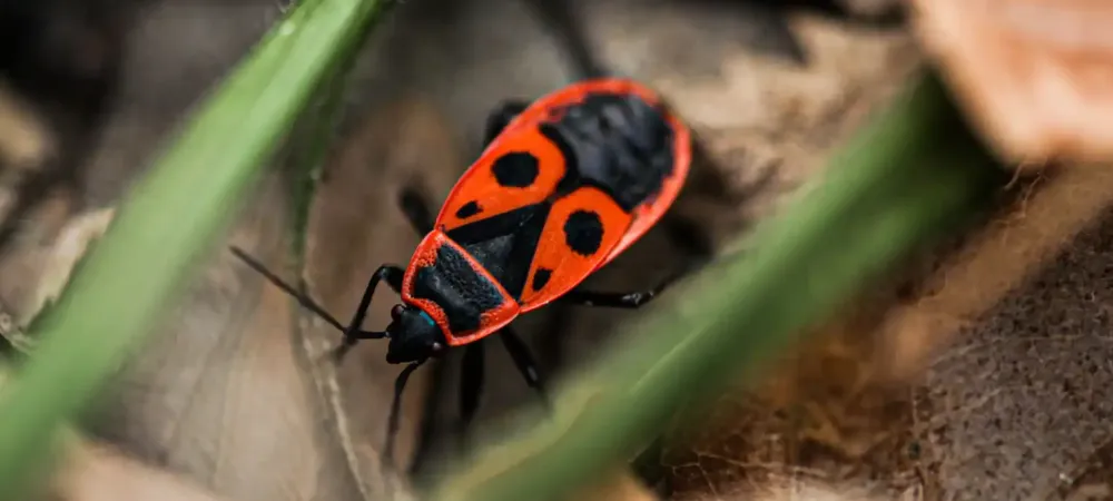 chinch bug