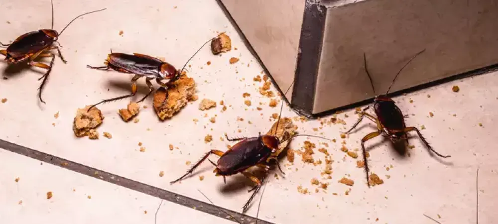 cockroaches