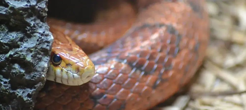 snake