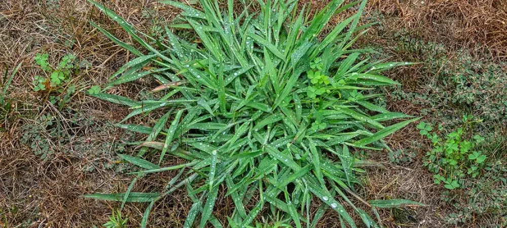 crabgrass