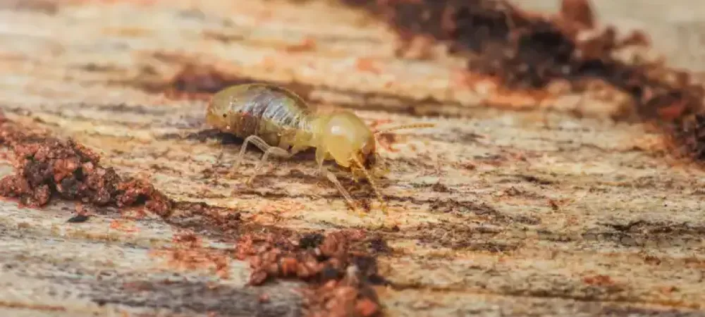 drywood termite
