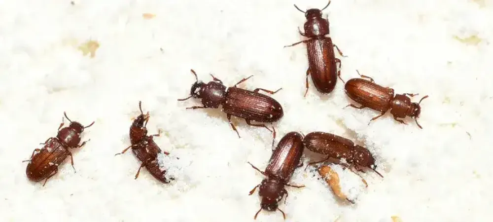 flour beetle