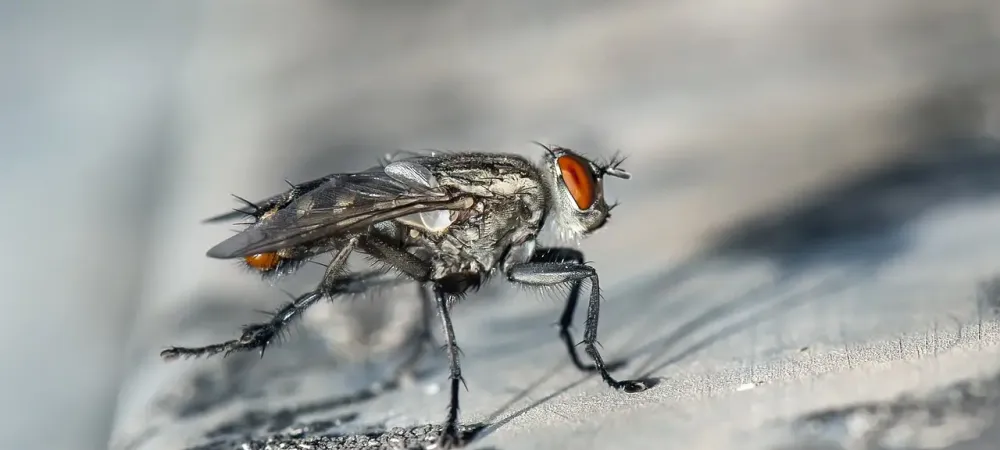 fly