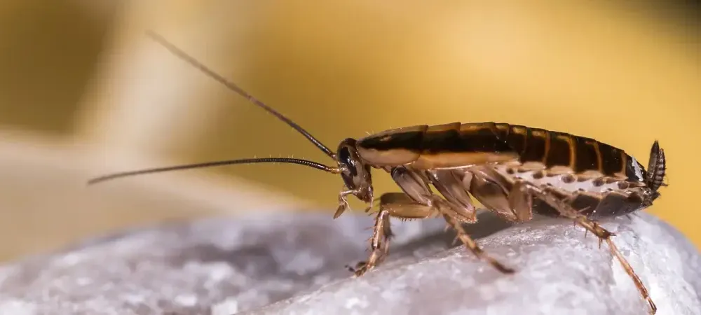 cockroach