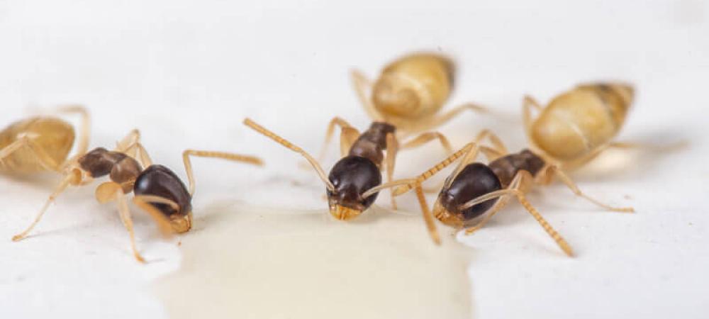 ghost ants