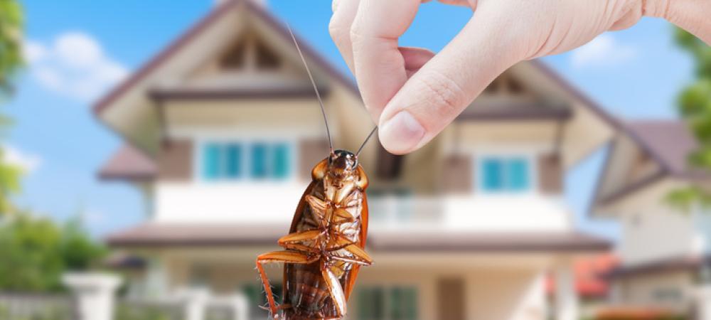 cockroach