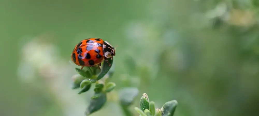 ladybug