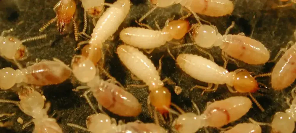 termites