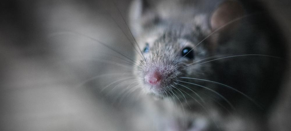 mouse