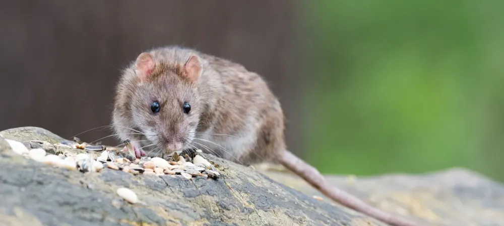 Norway Rat