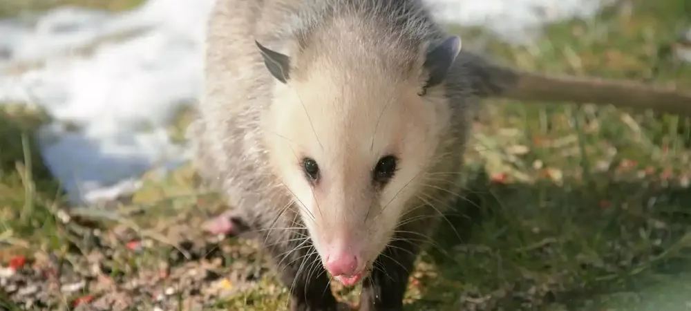 opossum