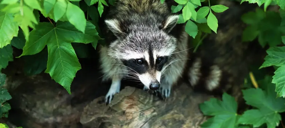 raccoon
