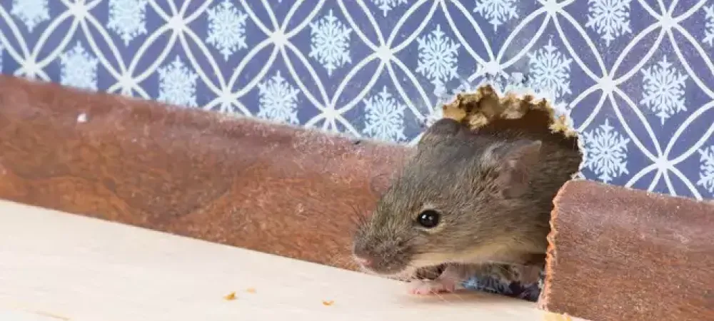rodent