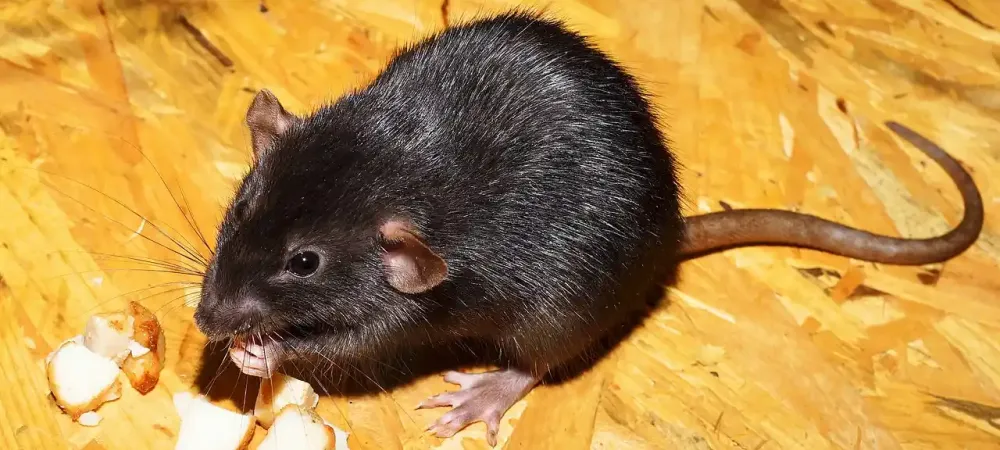 roof rat