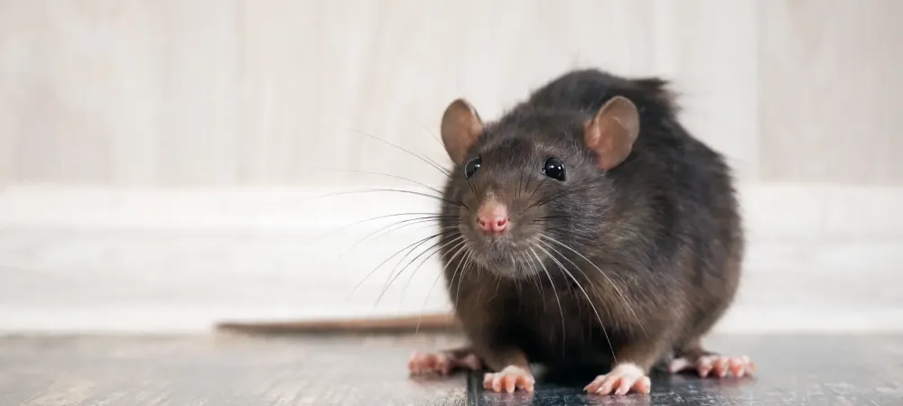 roof rat