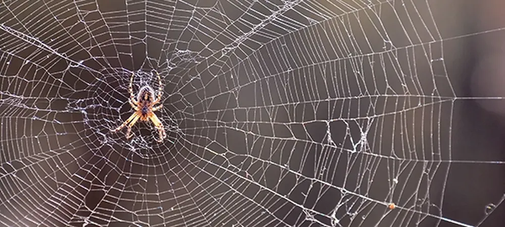 spider