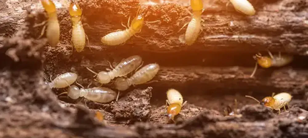 termites