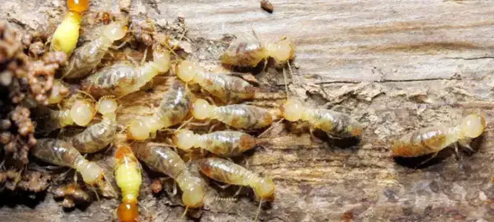 termites in wood