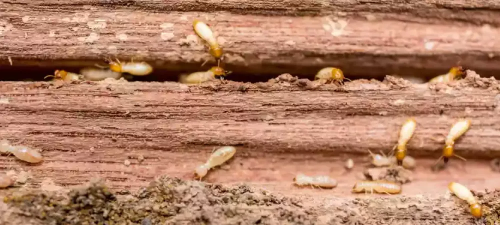Termites in wood