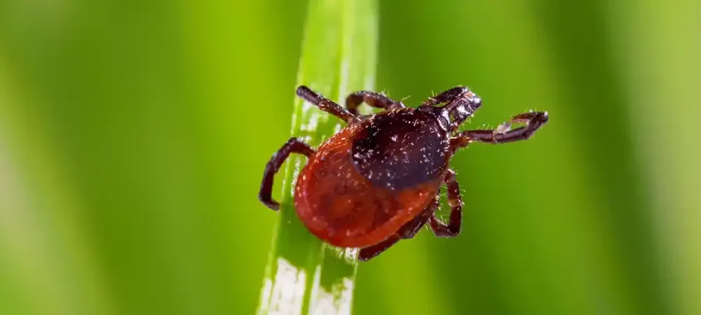 tick