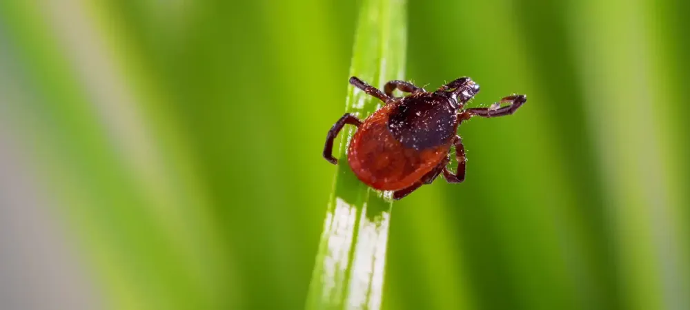 tick