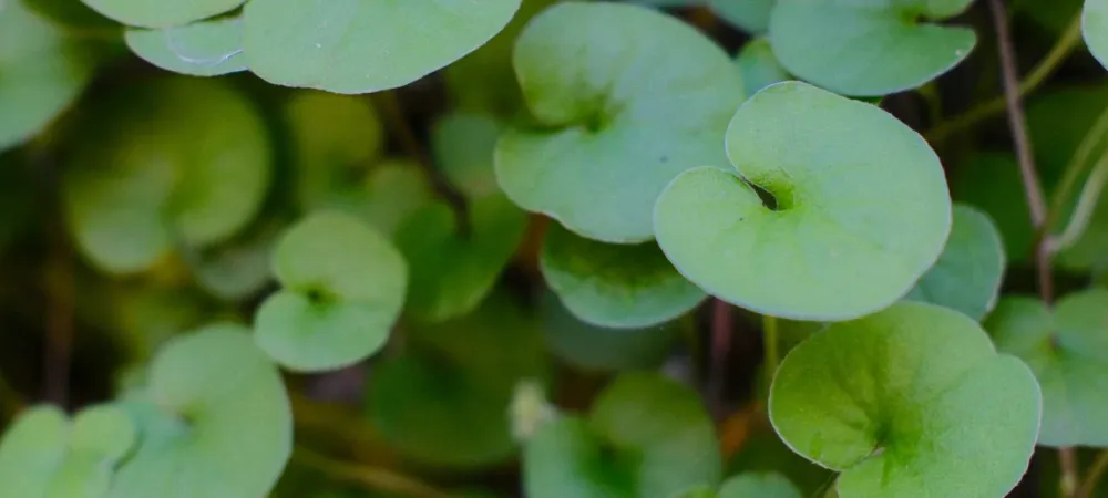 dichondra-argentea-foliage