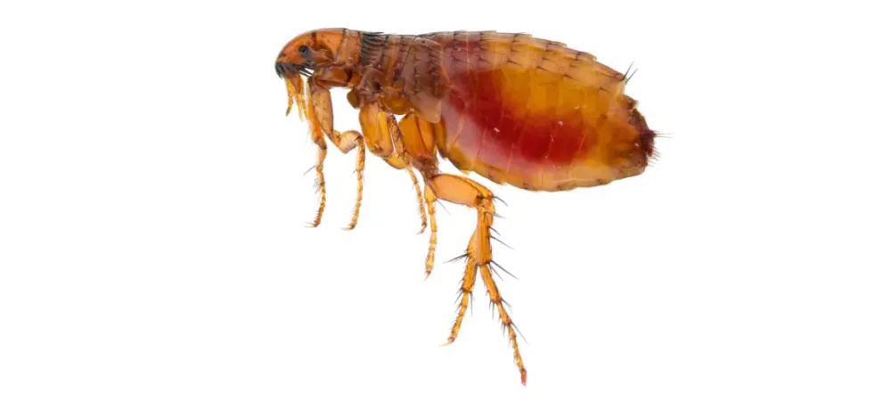 flea