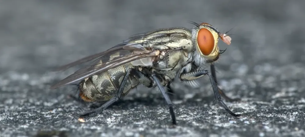 flesh-fly