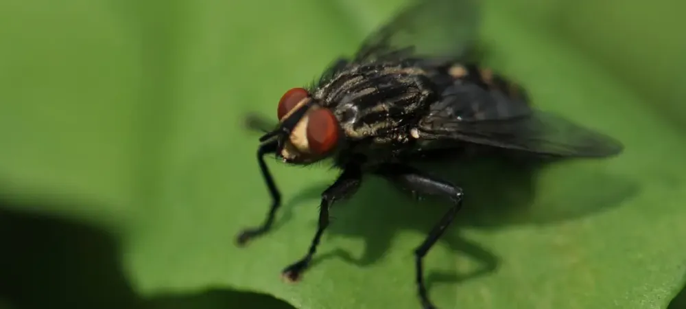 Fly