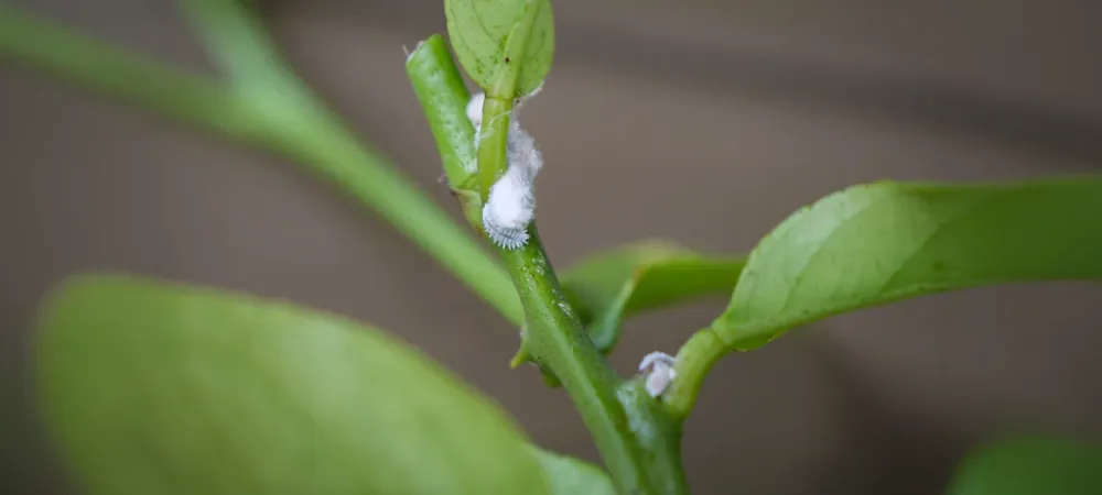 fuzzy-mealybugs