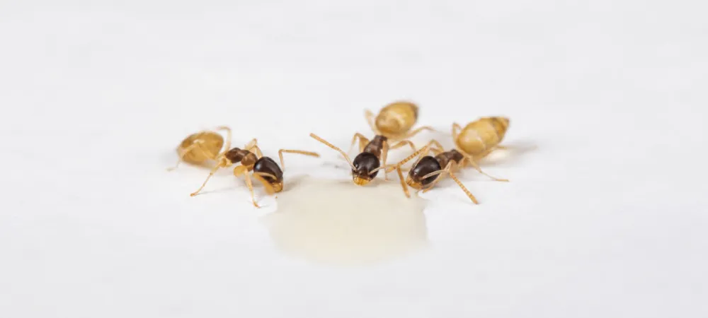 ghost ant