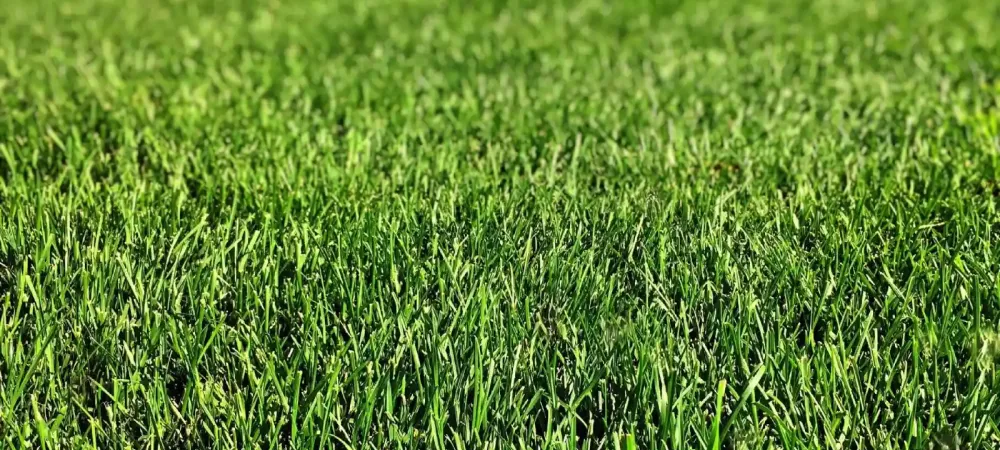 green grass