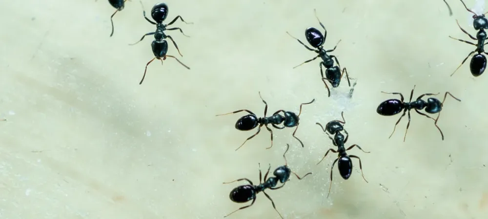 house-ants.