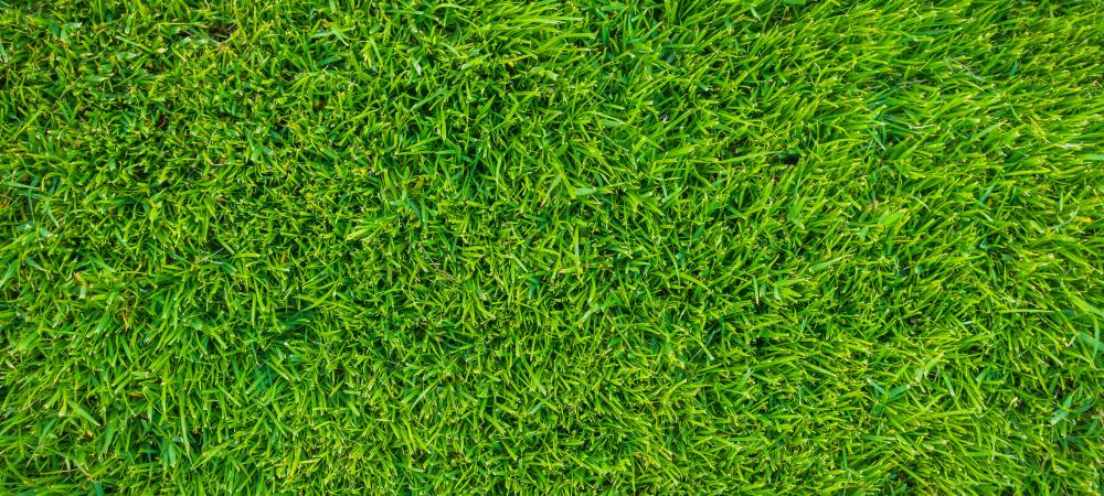 How Can You Tell If A Lawn Is Over Fertilized?