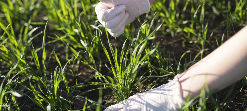 Is It Better To Fertilize Your Lawn In The Fall Or Spring