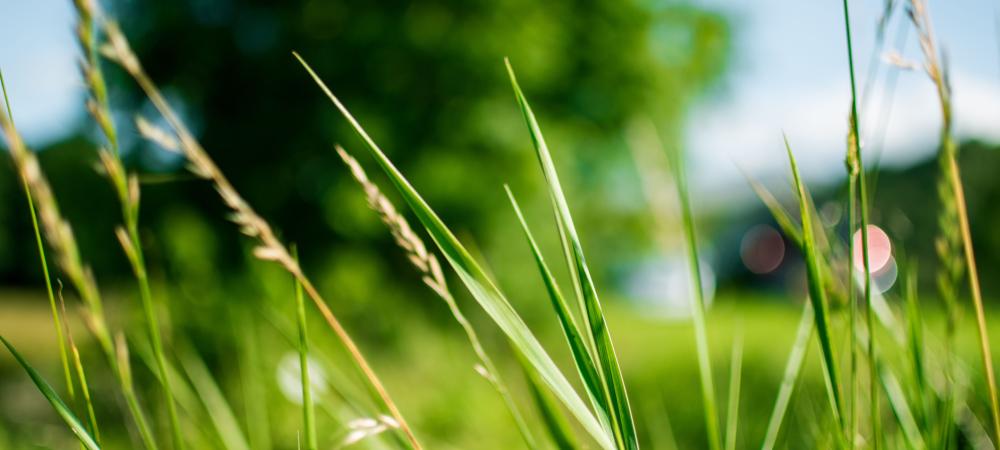 lawn