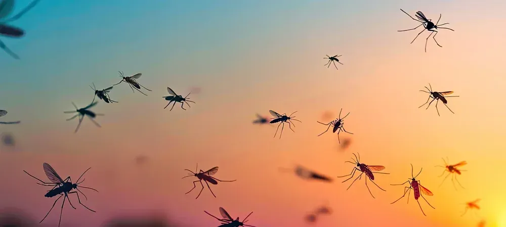 mosquitoes