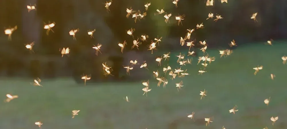mosquitoes swarm