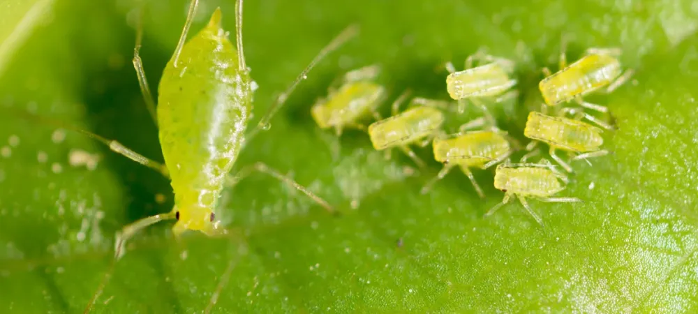 small-aphid-on-a-green-leaf.