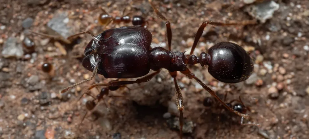 soldier-big-headed-ant.